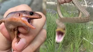 繁殖期のトカゲとシマヘビは凶暴です