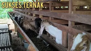 Dari Kambing 15 Ekor jadi 50 Indukan dan Puluhan Cempe Sapihan | pengalaman 8 tahun 