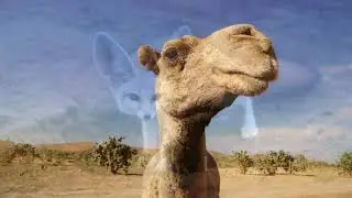 Surviving the Sahara: Meet the Fearless Animals that Thrive in Extreme Heat!