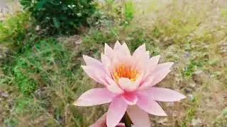YVU UNIVERSITY KADAPA.                                                     BOTACINIKAL GARDEN 