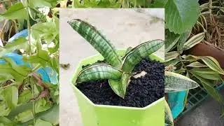35 Snake Plant Varieties na maganda sa loob ng bahay