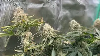 End of week 8 Bruce Banner showing orange!