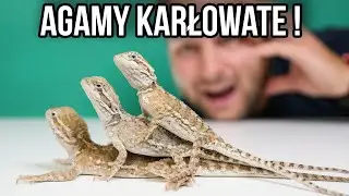 CIEKAWOSTKI O HODOWLI AGAMY KARŁOWATEJ W DOMU