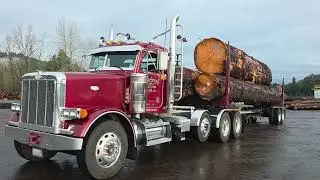 Old growth Alaska Sitka Spruce logs for guitars on a Peterbilt Log truck.