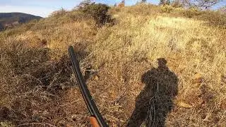 California Quail territory
