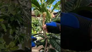 grafting 2 years old loquat tree to get fruits next year #grafting #fruittree #plants #plantgrafting