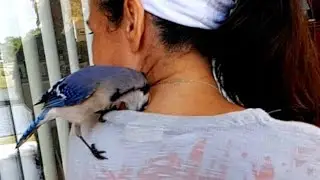 Love & Play With A Wild Blue Jay