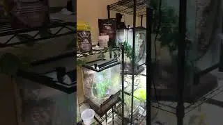 Everyone&rsquo;s enclosure got a well needed deep clean 🧼 🧽 #crestedgecko #bioactive #reptiles #like