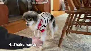 Sammy Intermediate Trick Dog