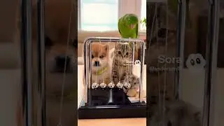 Welcome to Meow & Woof Buddies!#cat #dog #cats #dogs #catvideos #puppy #kitten #funnypets #petshorts