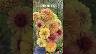 If I was starting my first cut flower garden this year, I would grow&hellip;