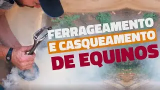 Este é o processo correto de casqueamento e ferrageamento