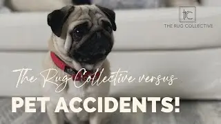 The Rug Collective Wipe-Clean Washable Area rugs versus Pet-Accidents! #shorts