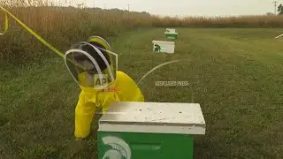 Meet the English springer spaniel who sniffs out threats to honey bee colonies