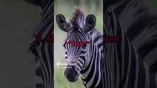 Top 10 Zebra facts