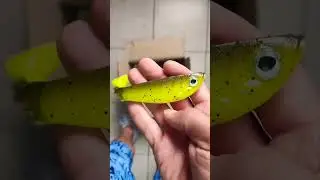 💥𝔹𝕖𝕣𝕜𝕝𝕖𝕪 ℙ𝕦𝕝𝕤𝕖 𝕊𝕙𝕒𝕕💥 #bass #fishing #fish #nature #fishingdaily #fishingislife #sea #berkley #lure