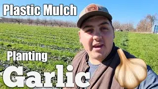 Garlic on Black Plastic Mulch