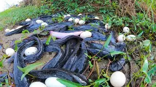 Top Technique Fishing, Best Hand Fishing, catch a lot of fish & pick eggs duck by hand, Fish traps