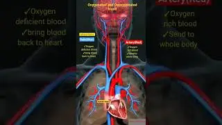 oxygenated and Deoxygenated blood circulation #anatomy #uknursing #doctor #nursingprocess #pregnant