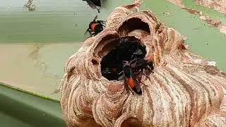 Insect, Dragonfly, Bee Nest, Grey Doves The Secret World  On Nature