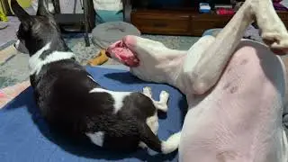 Silly Dog Mornings at the Roozoodence, Playing, Zoomies, Bathroom Time, Life with Dogs, Rescue Dogs