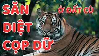 SĂN DIỆT CỌP DỮ Ở ĐẤT CÙ || Người Rừng Kể Chuyện