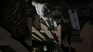#playdate #dog #jet #bean #meet #and #greet #pleasesubscribe #viral #video #star #pets #godlovesyou