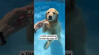 emphasis on little (tiny baby cat paws) #PoolTime