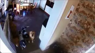Vardagspuls, hundarna v&auml;ntar p&aring; sin tur i lugn och ordning | Dogs Waiting Calmly for Their Turn