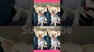 🐾🧜🏼&zwj;♀️🌹#pleasesubscribemychannel  Ruby Rose as a merdog #funny #cute #edit