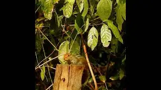 Jungle Palm Squirrel in Thattekad | Wildlife in Kerala&rsquo;s Biodiversity Hotspot | Thattekad