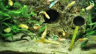 Vienna Emerald Endler fish