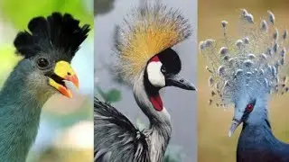 Top 10 &nbsp;Most Beautifully Crowned Birds
