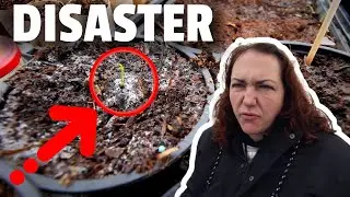 DISASTER IN THE GREENHOUSE! Preventing and treating FUNGUS on tomato and pepper seedlings