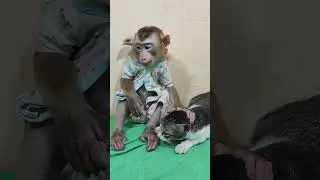 Cute monkey sharing laughs with pets#shorts #viralshorts #cutemonkey #monkeyshorts #funnyanimals