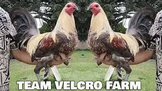 Beautiful Black Birds Velcro Mug Grey Feg McRae - Velcro Farm