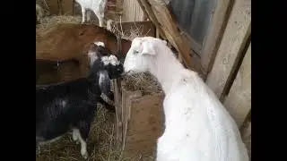 Как устроен желудок у коз?🐐