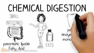 Mechanical & Chemical Digestion