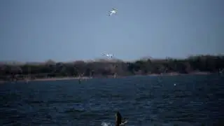Forster's Tern | 12/24/2025 | Lucas TX