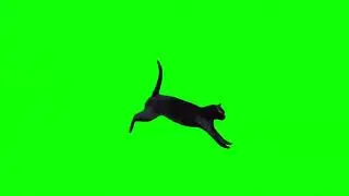 Green screen black cat 🐈&zwj;⬛ overlay for edits 