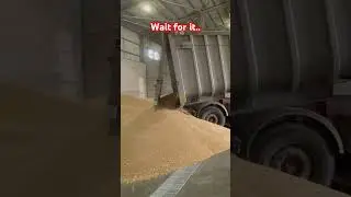 Sooo #satisfying #asmr #wheat #farming #arable #cereals #fyp #shorts #short #shortvideo