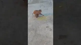 @end😧😂#trending #viral #suspense #funny #monkey