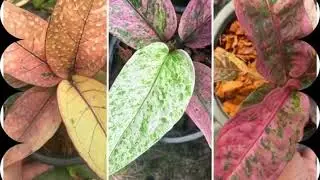 Results of My Rare Anthurium Breeding &ndash; Look! #SousaFamilyGarden @SousaFamilyGarden