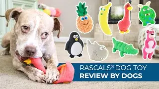 Rascals Dog Toys: Reviewed by Real Canine Experts 🐾 | Coastal Pet Products