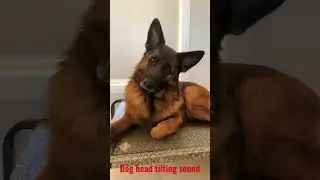 Dog reaction to head tilting sound