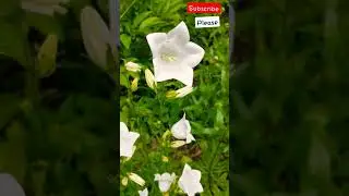 NATURE WITHE FLOWERS BEAUTY 😚😁🎵🤙 NATURE WORLD91 🌿🎵 NATURE SHORTS 😁🤙🎵🌿😚🌺😎