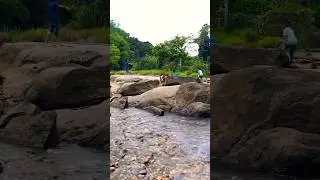 😍 Beautiful river side #beautiful #river #riverside #nature #naturelovers #freedom #shorts