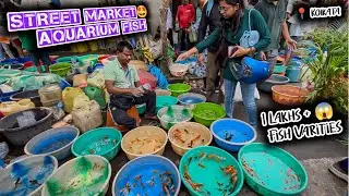 Fish Market | Galiff Street Fish Market Kolkata | Cheap Price | Recent Aquarium Fish Price Update