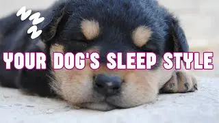 The Secret Meanings Behind Dog Sleep Habits