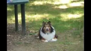 Camping 2014 Buckley Shelties